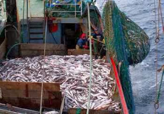 Les rapports sur la pêche pkr